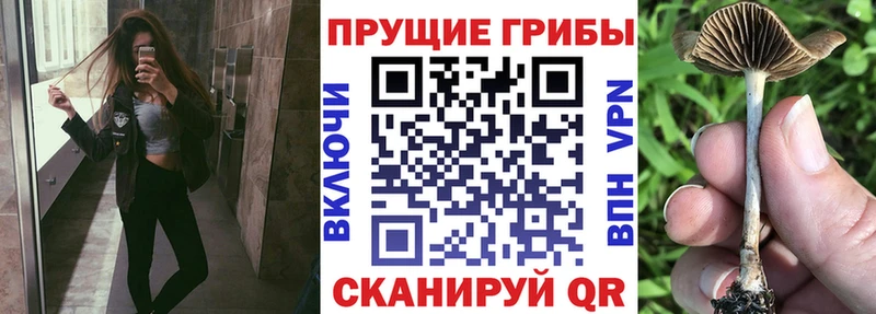 Псилоцибиновые грибы мухоморы  Бабаево 
